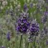 Lavandula chaytorae 'Joan Head' -- Lavendel